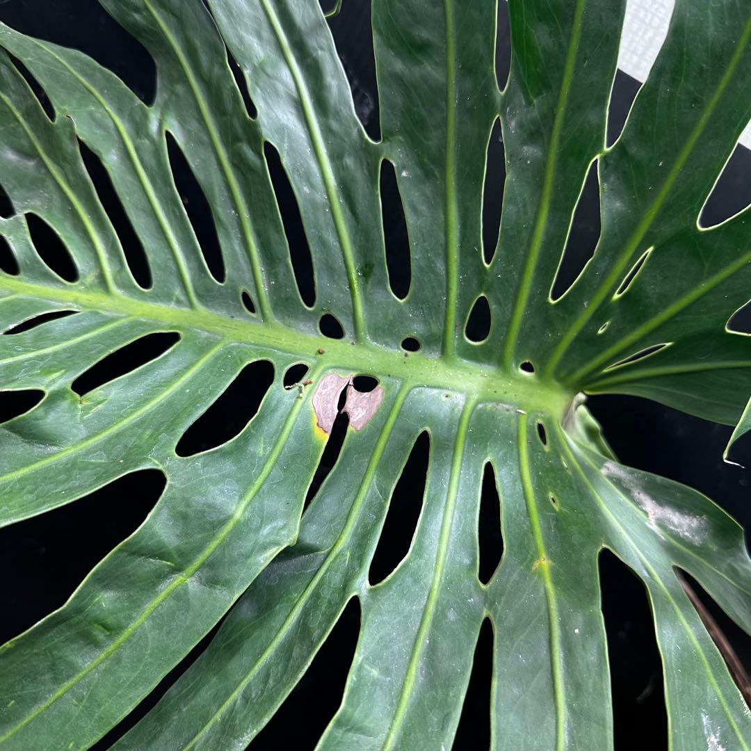 モンステラデリシオーサマクロコズム大型葉希少系統鉢植え高さ80㎝超大株