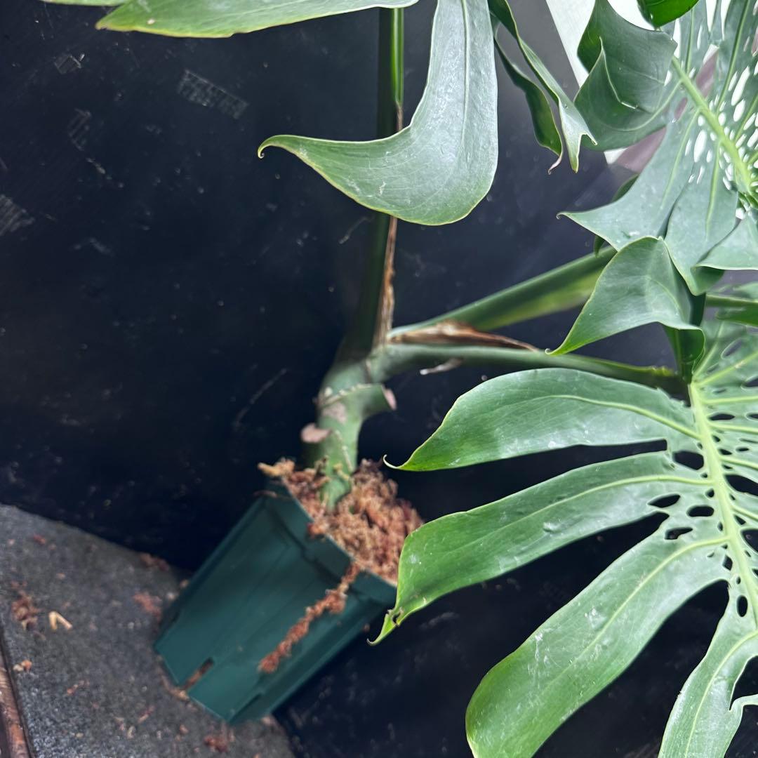 モンステラデリシオーサマクロコズム大型葉希少系統鉢植え高さ80㎝超大株