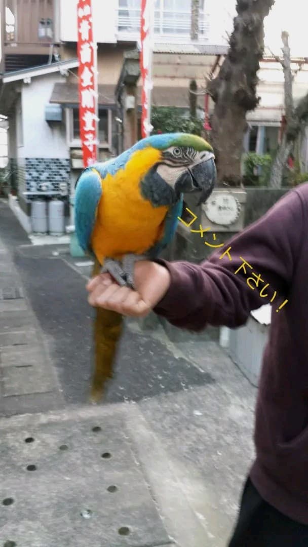 止まり木&オウムスタンド&他色々{コメント用}