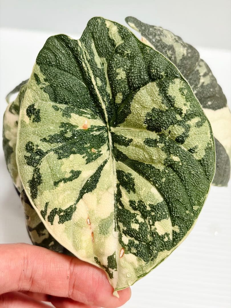 ☆超美斑☆アロカシア メロ アルボ