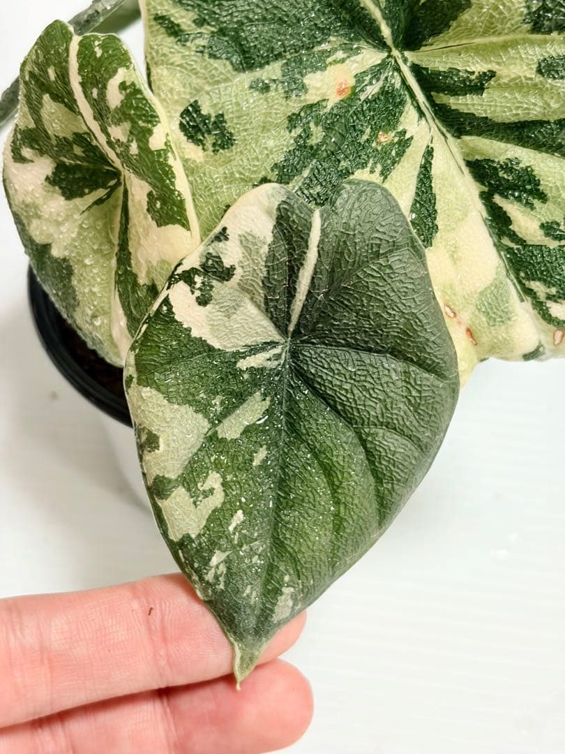 ☆超美斑☆アロカシア メロ アルボ