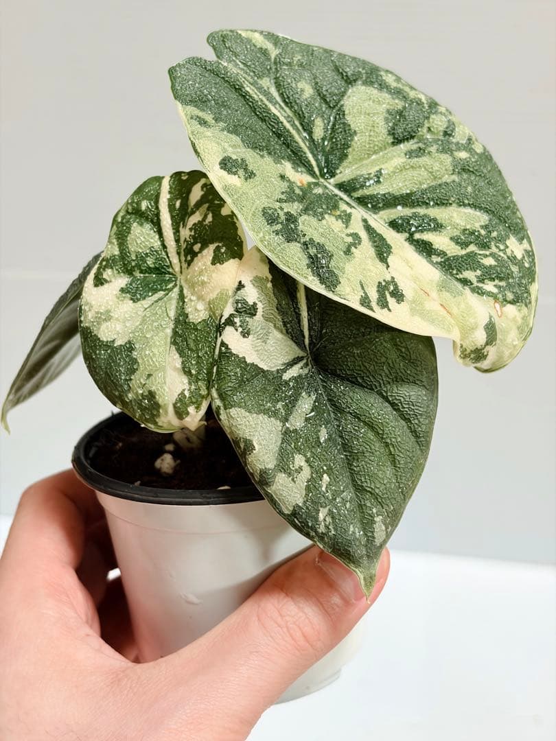 ☆超美斑☆アロカシア メロ アルボ