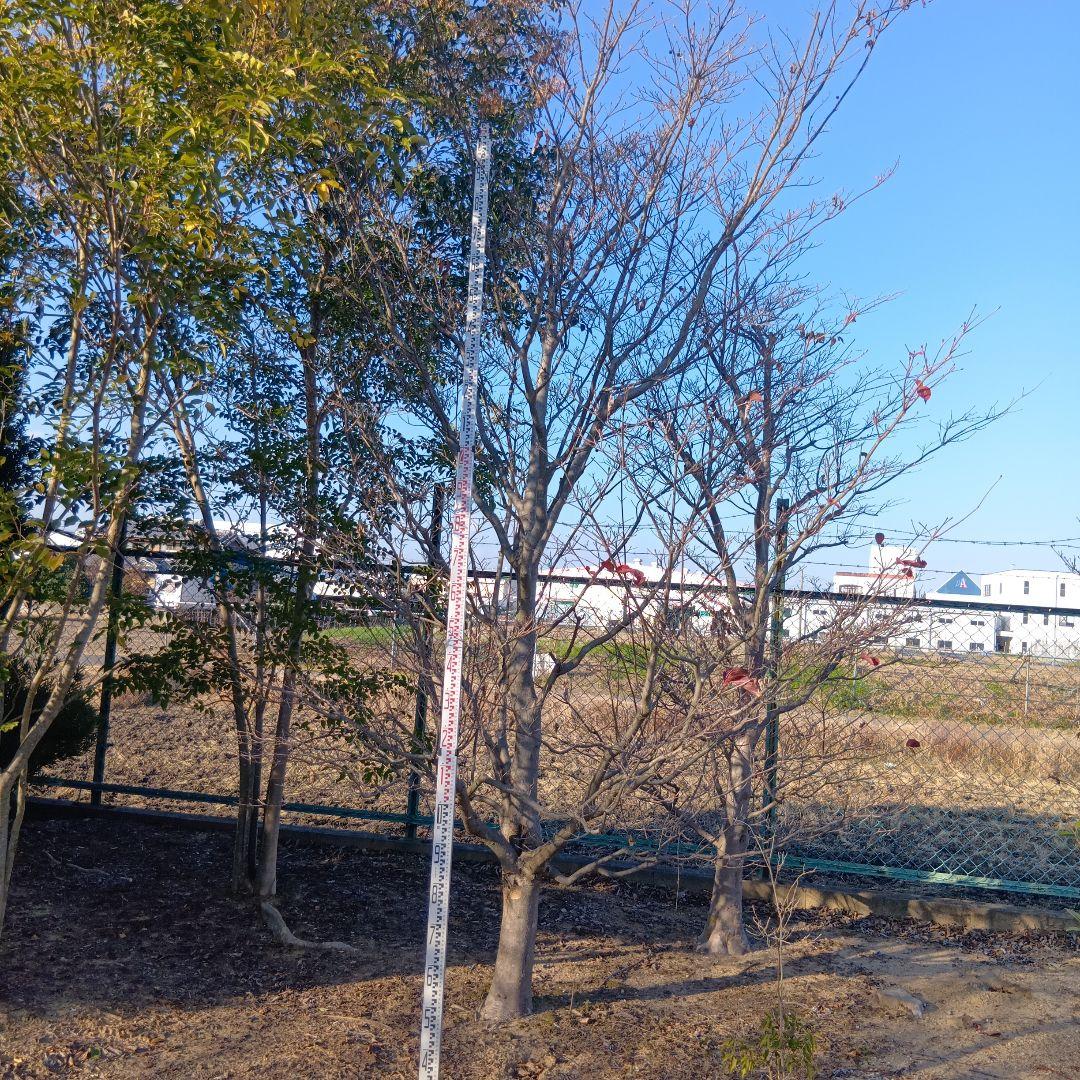 ヤマボウシ（高さ約3.5メイトル）