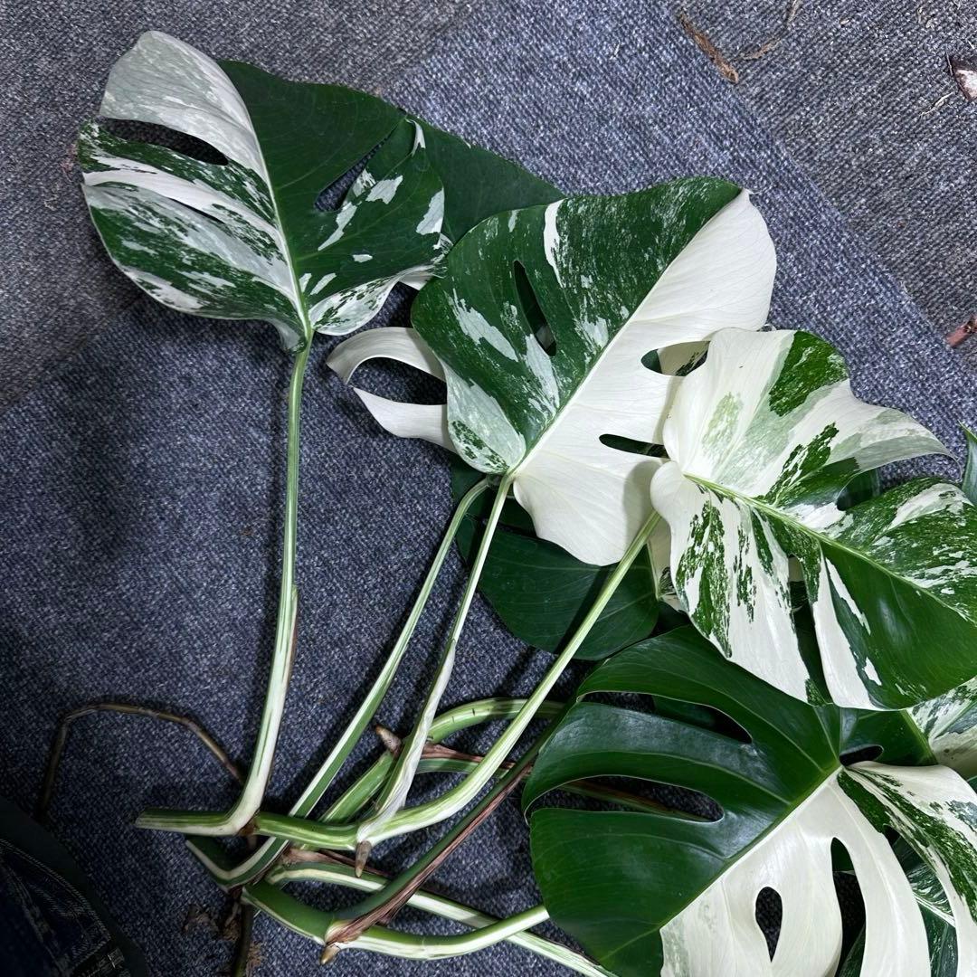 超*✿様 斑入りモンステラホワイトタイガートップカット葉っぱ3枚付3株おまとめベ