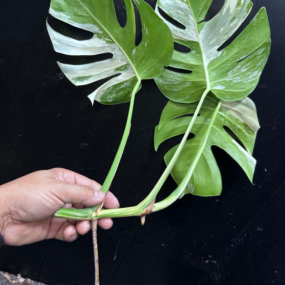 超*✿様 斑入りモンステラホワイトタイガートップカット葉っぱ3枚付3株おまとめベ