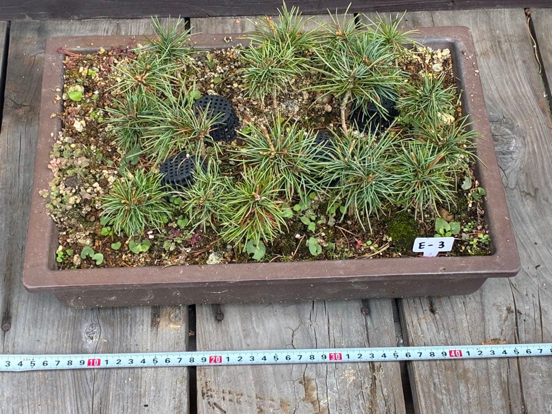 17本セット ★盆栽★ 赤石五葉松　 E-3 ★愛媛県より発送★