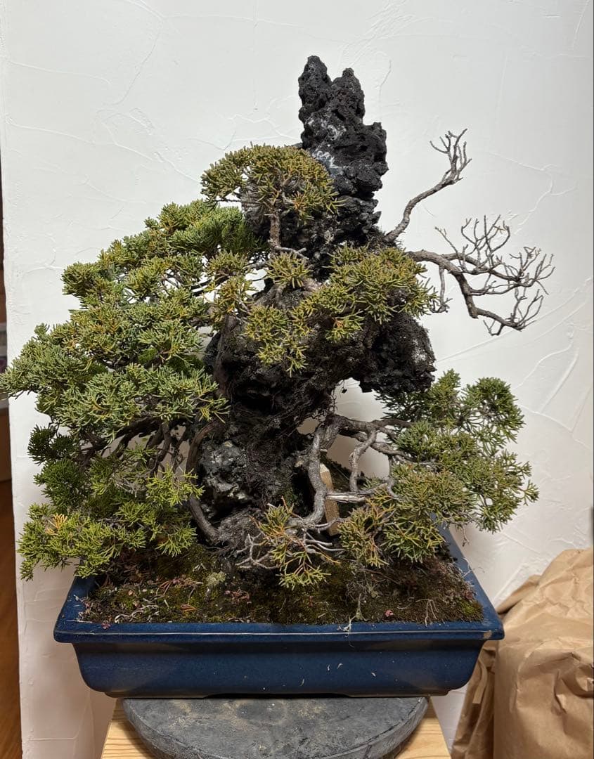 【大阪北部引き取り限定】 真柏　盆栽　石付き