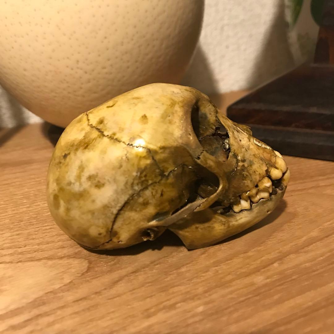 猿　頭蓋骨　頭骨　スカル　標本　剥製