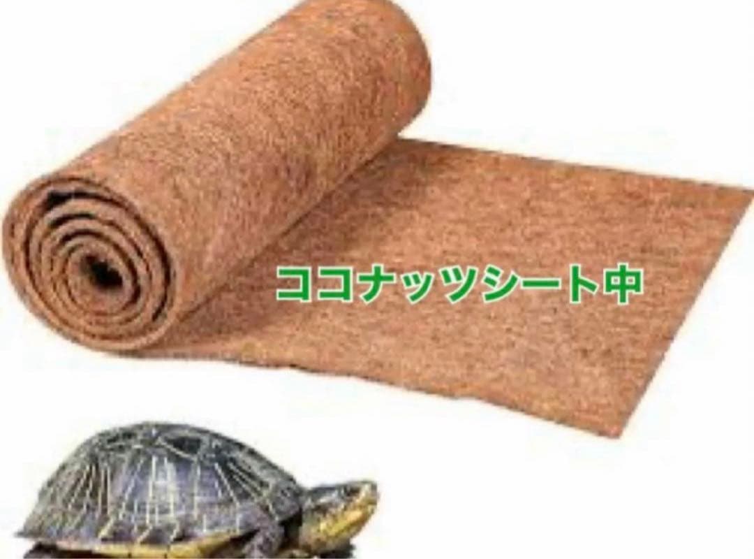 ココナッツシート中（0.6mx10m）