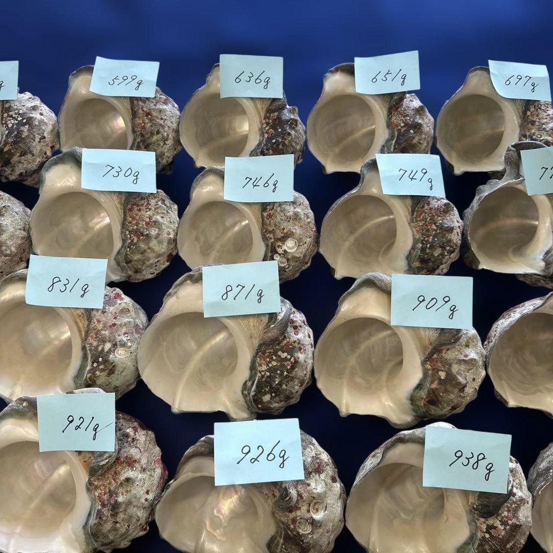 夜光貝　ヤコウ貝　まとめ売り　24個　19、6kg アクセサリー　ルア
