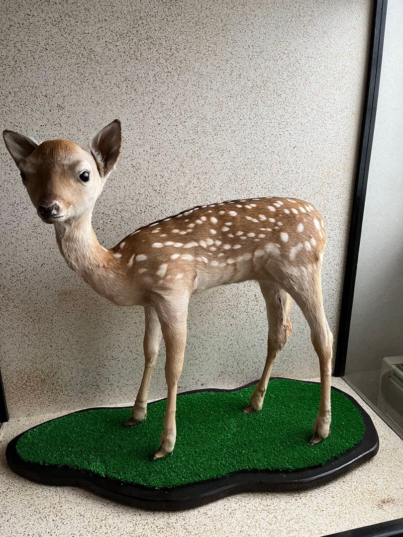 小鹿　子鹿　剥製　北海道より