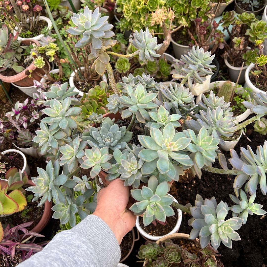 多肉植物　桜牡丹 抜き苗4株