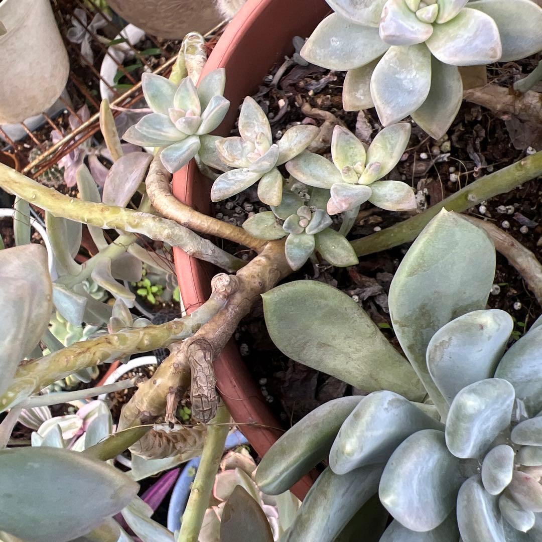 多肉植物　桜牡丹 抜き苗4株