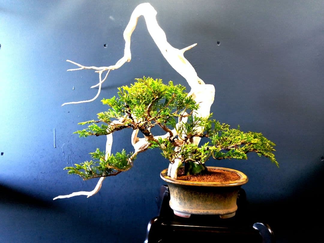 【 創作　糸魚川真柏盆栽】　☆☆芸術的TANUKI創り☆☆