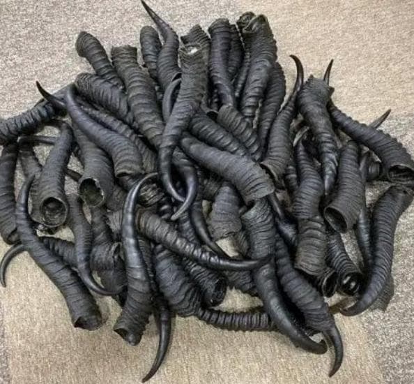 【ニッキーページ】スプリングボックの角　2本セット