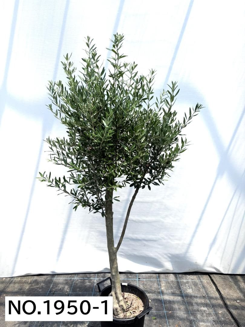 オリーブの木　シプレシーノ　約190cm　NO.1950　大型　現品掲載　古木