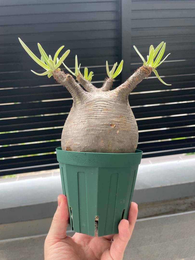 【特選エース株】パキポディウム グラキリス(右のみ)