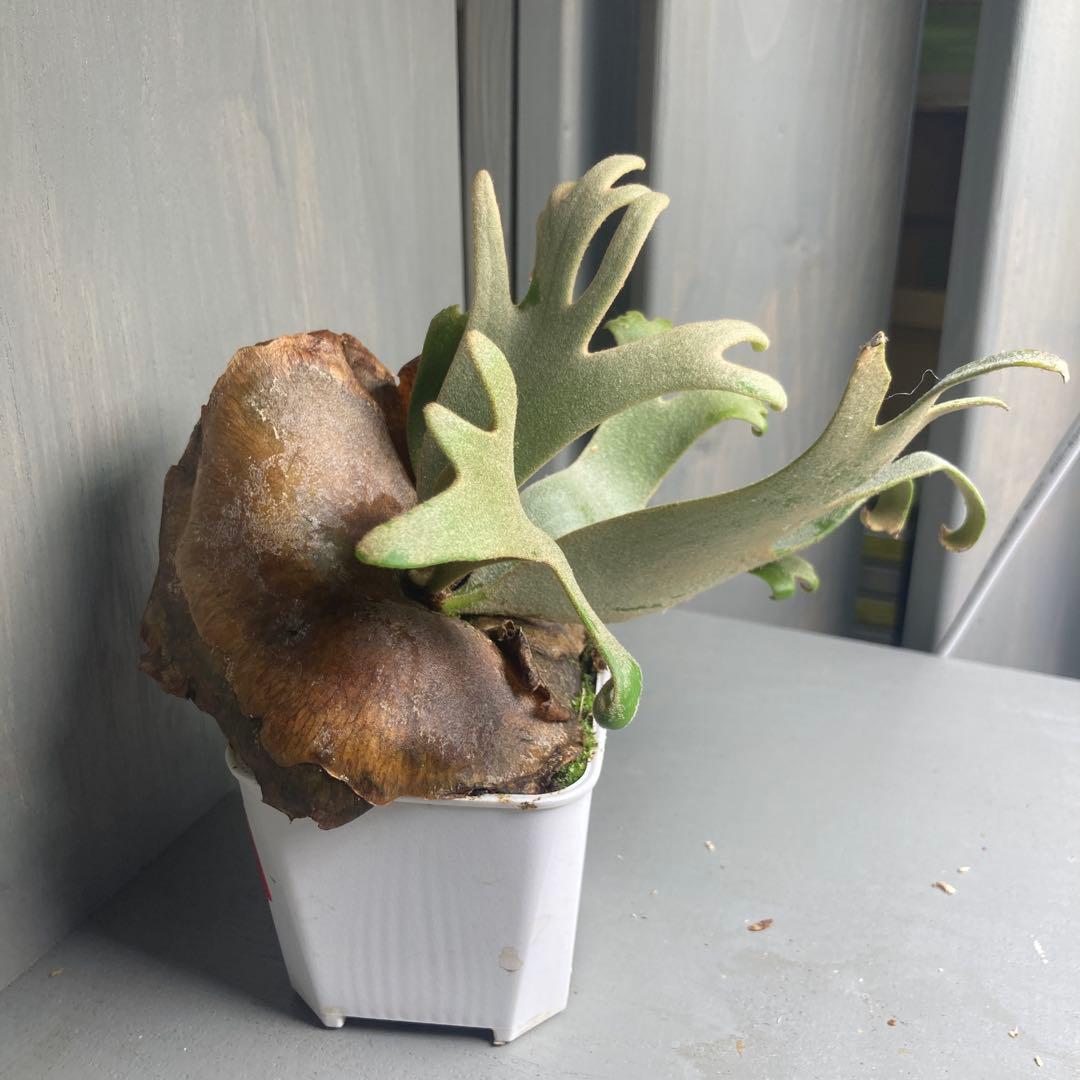 ビカクシタ　ジェイドガール　スポア　ウィリンキー　jade girl