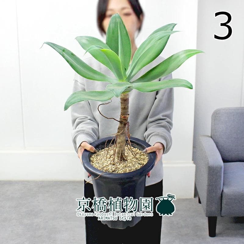 【現品】アガベ・アテナータ　8号　黒鉢　（3）