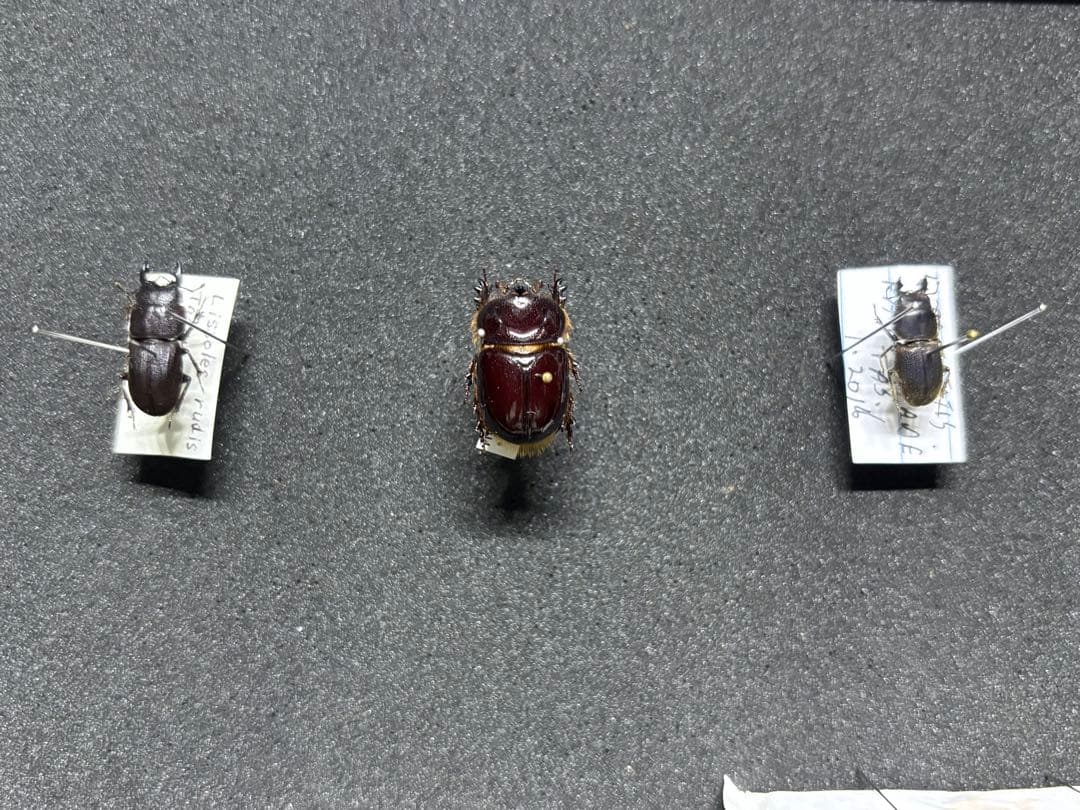 WDオセアニアの珍品クワガタとカブトムシ