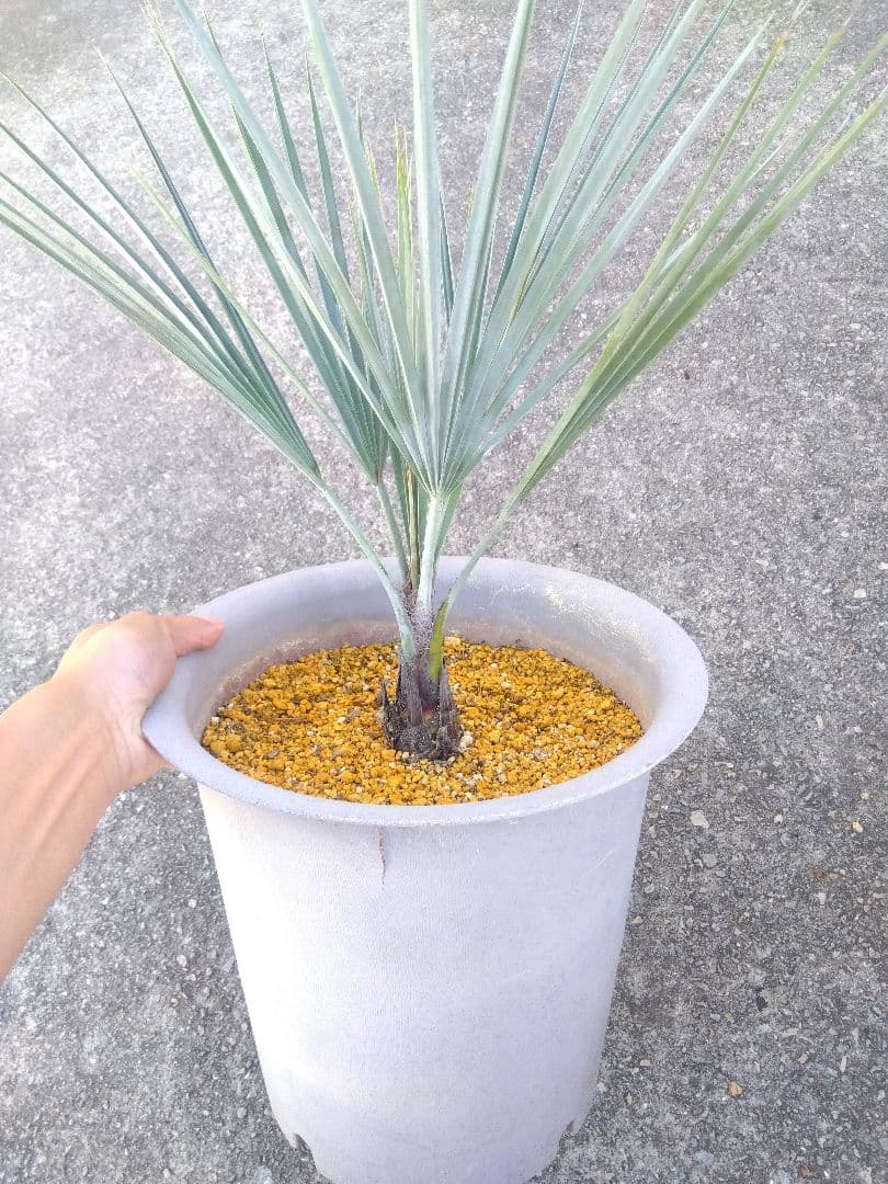 ブラヘアアルマータ　9号鉢つき　幹太❗細葉❗　③