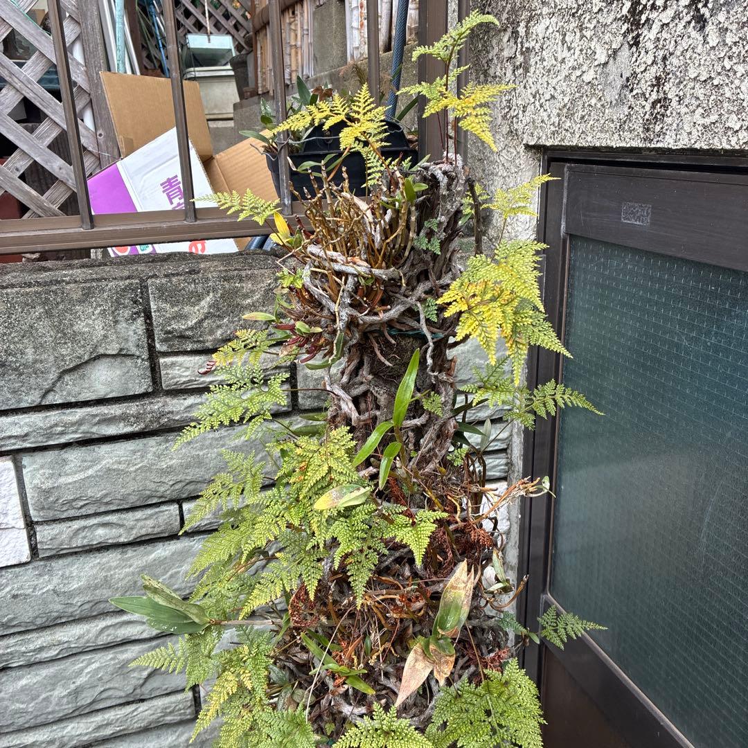 シダ植物 高さ約1.5メートル