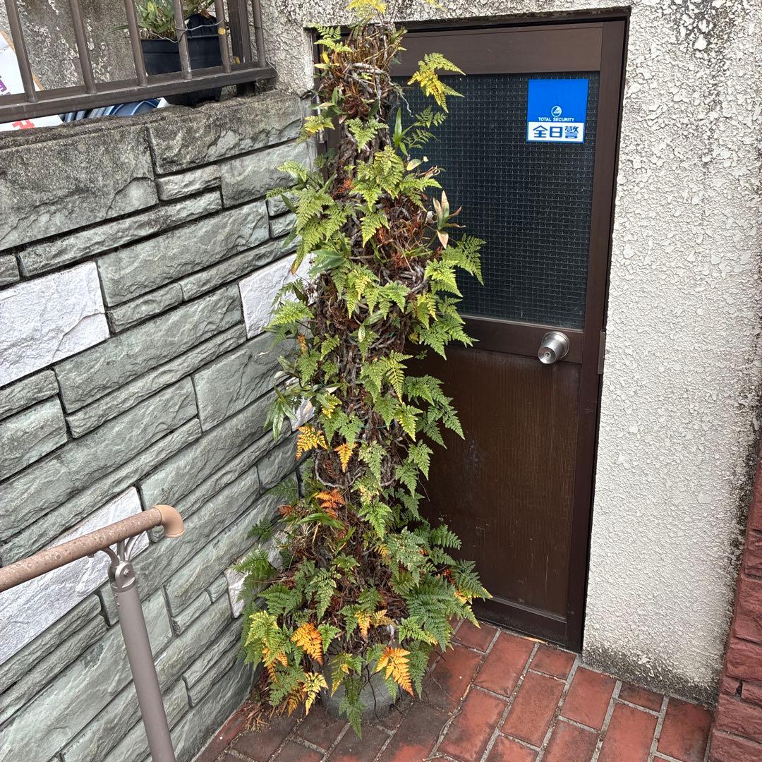 シダ植物 高さ約1.5メートル