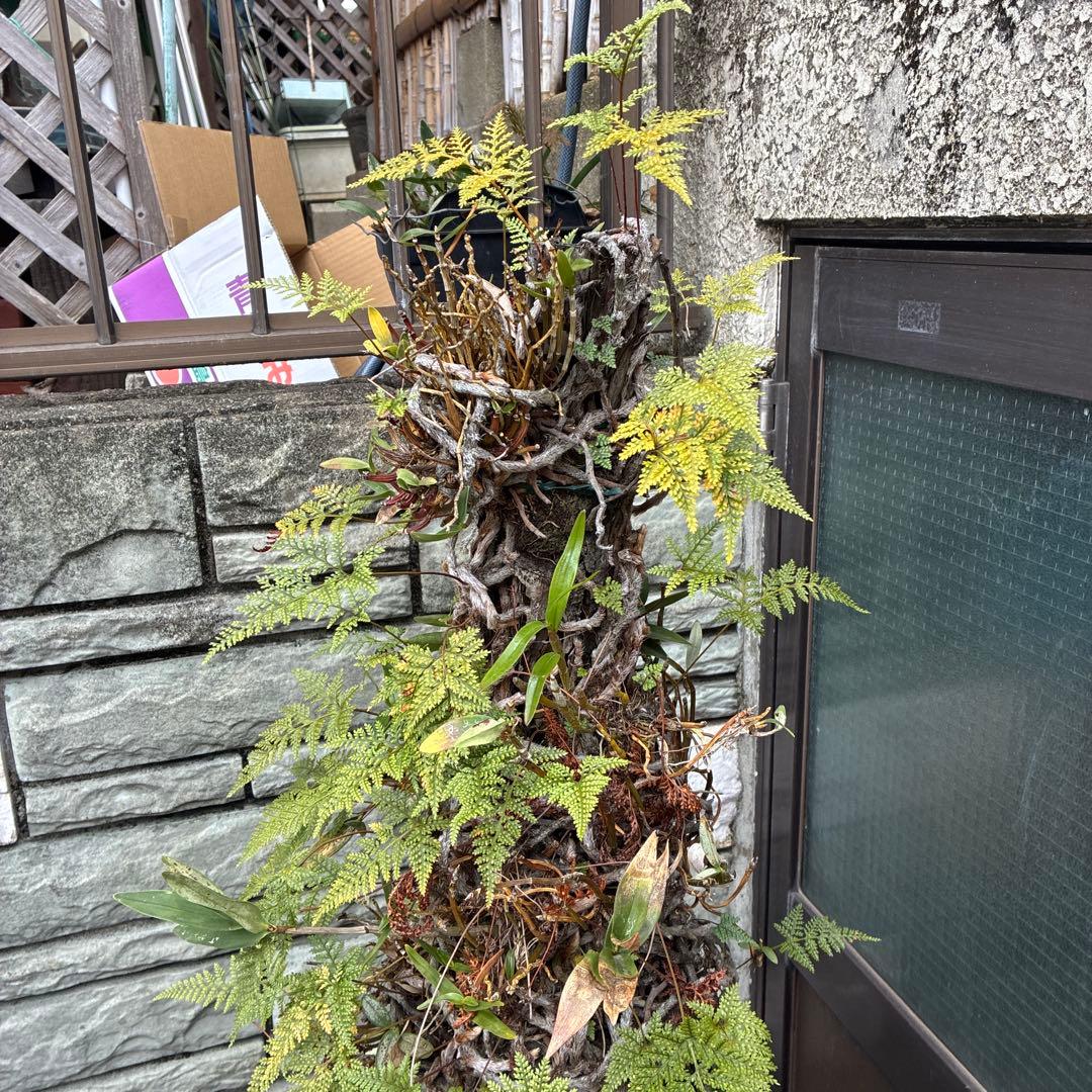 シダ植物 高さ約1.5メートル