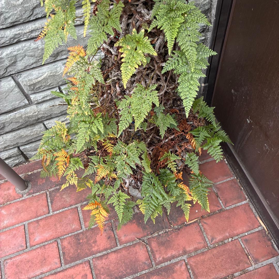 シダ植物 高さ約1.5メートル