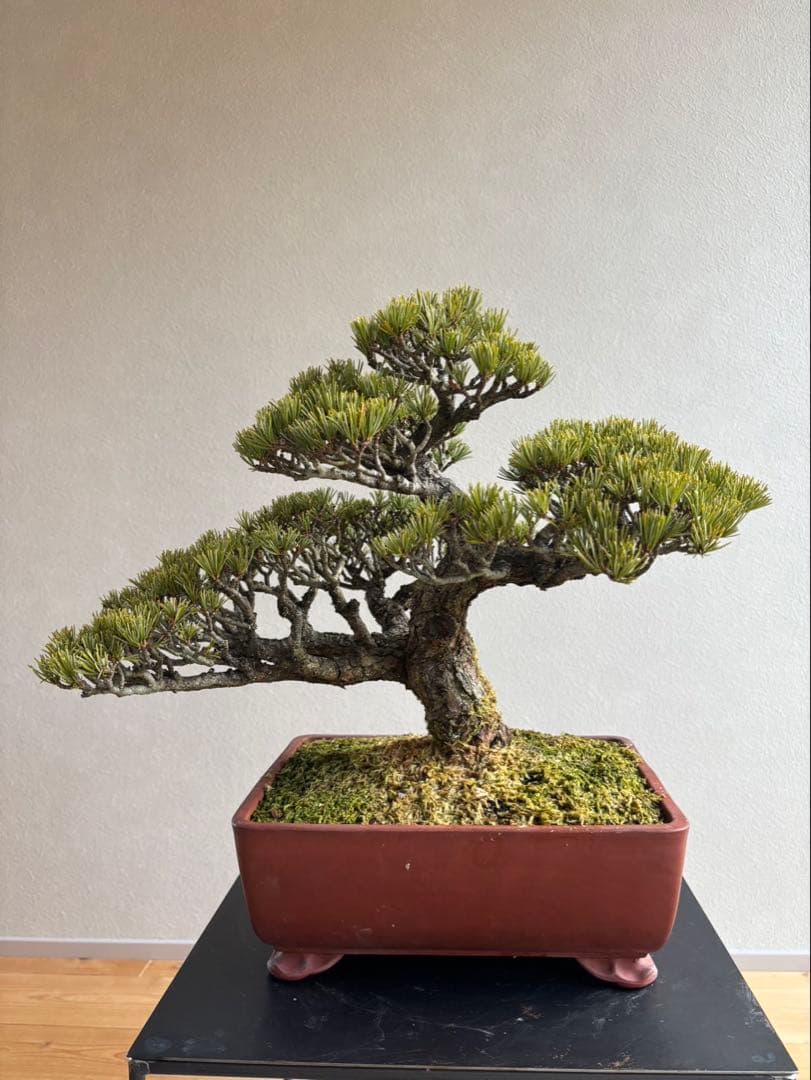 宮島五葉松　盆栽　模様木　樹齢約40年　葉性抜群