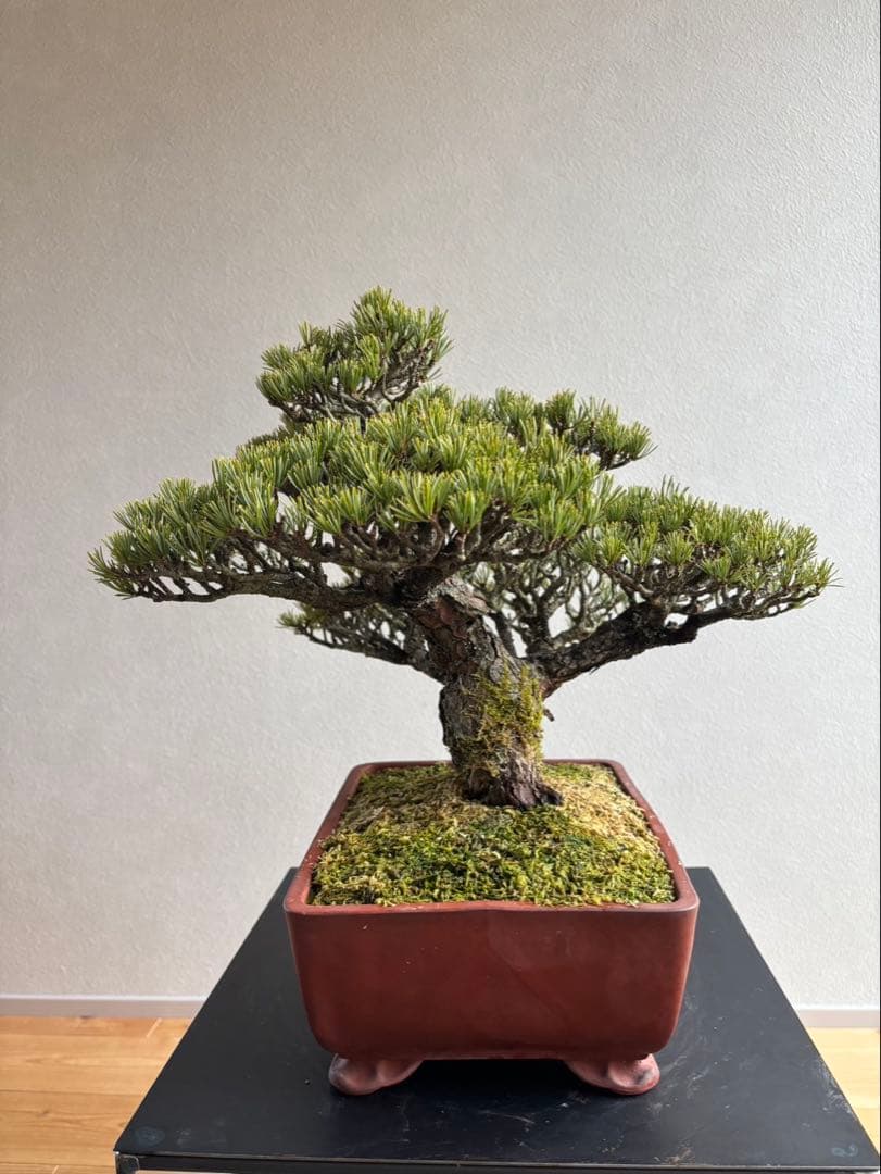 宮島五葉松　盆栽　模様木　樹齢約40年　葉性抜群