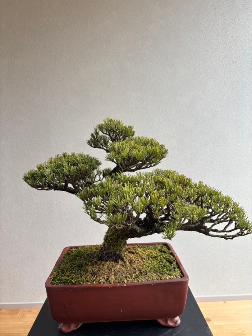 宮島五葉松　盆栽　模様木　樹齢約40年　葉性抜群