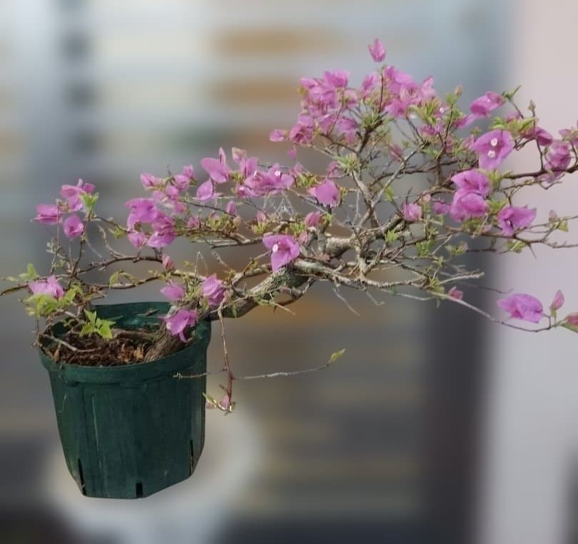 ブーゲンビリア　盆栽用　No12