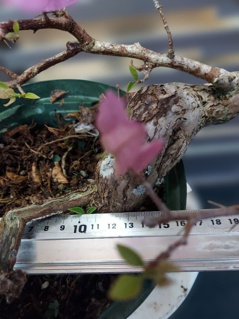 ブーゲンビリア　盆栽用　No12