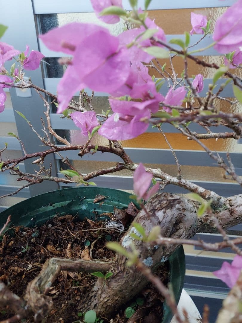 ブーゲンビリア　盆栽用　No12