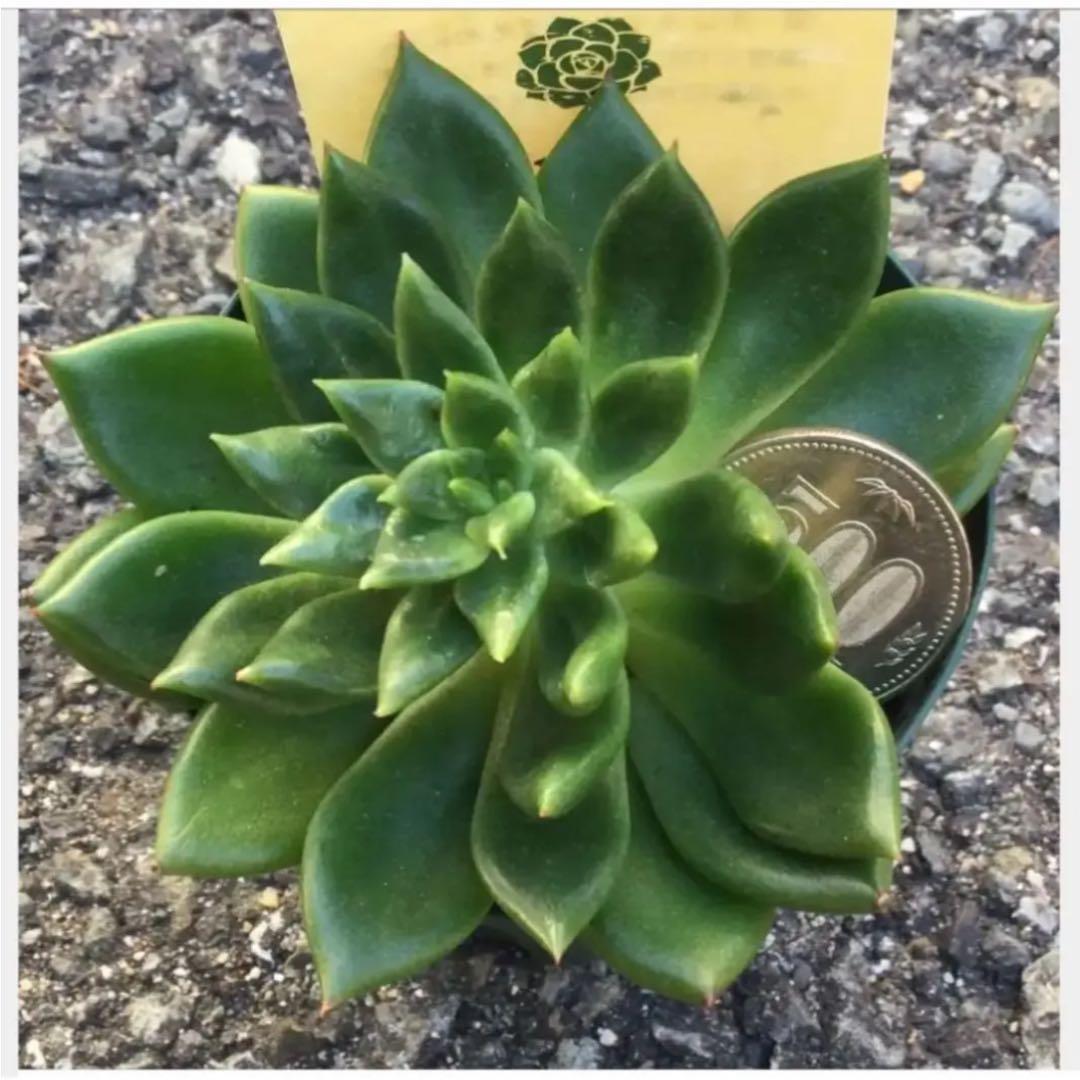 多肉植物　大苗　ジェイドポイント　抜き苗( アガボイデスの交配種)