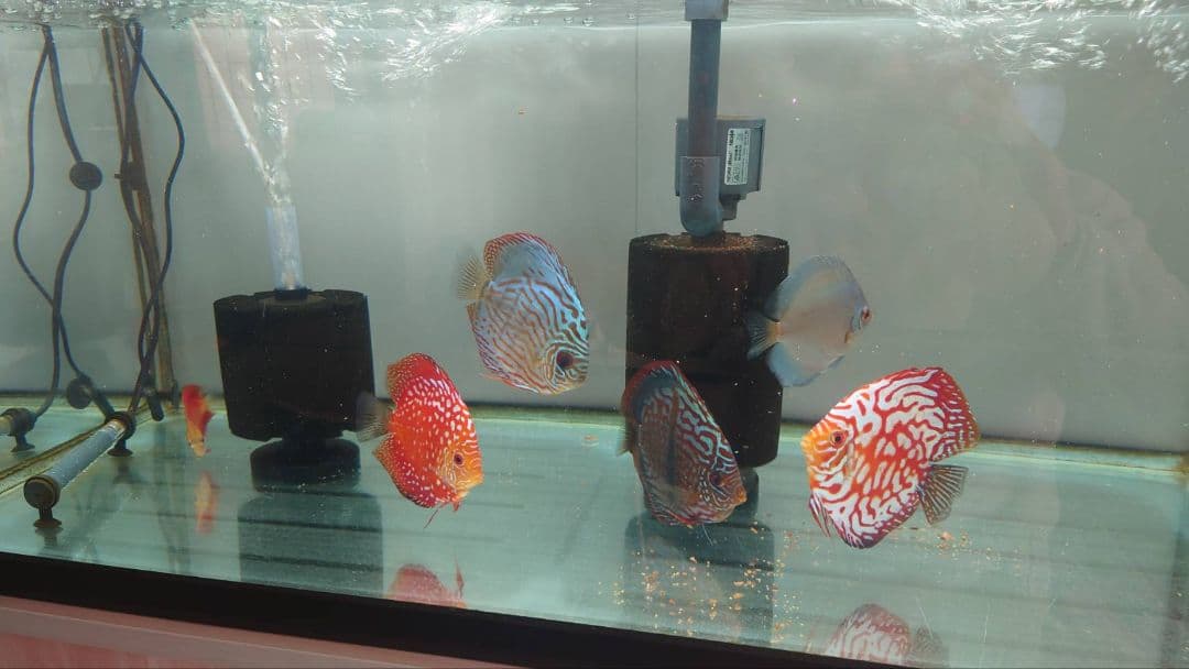 フレーム付きガラス水槽 90cm×45cm×45cm　ガラス蓋付き