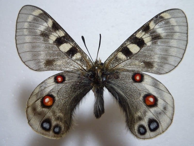 【外国産蝶標本】ミカドウスバ♂/四川省.白馬雪山産/70.3mm