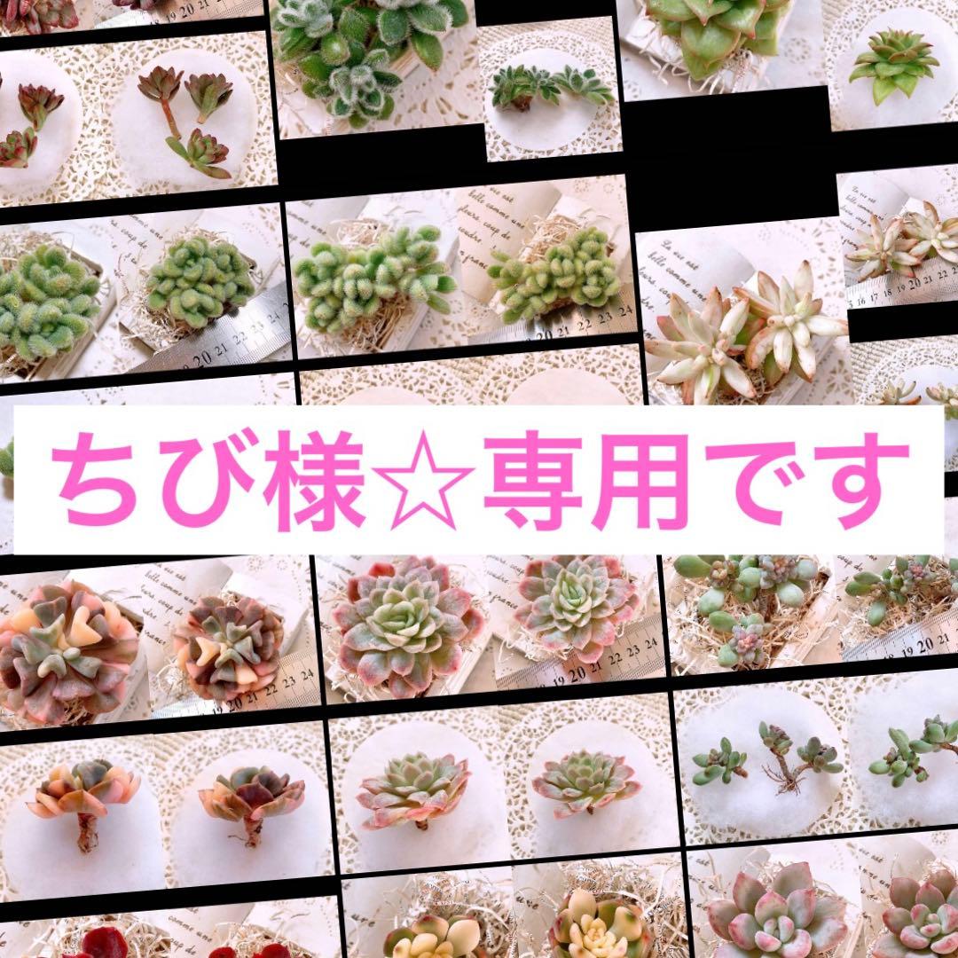 あるちゃん様☆ちび様☆専用です