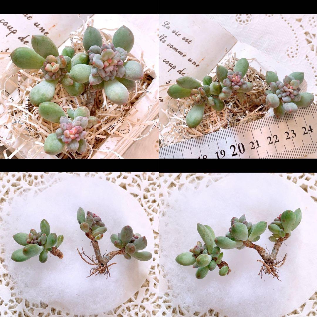 あるちゃん様☆ちび様☆専用です