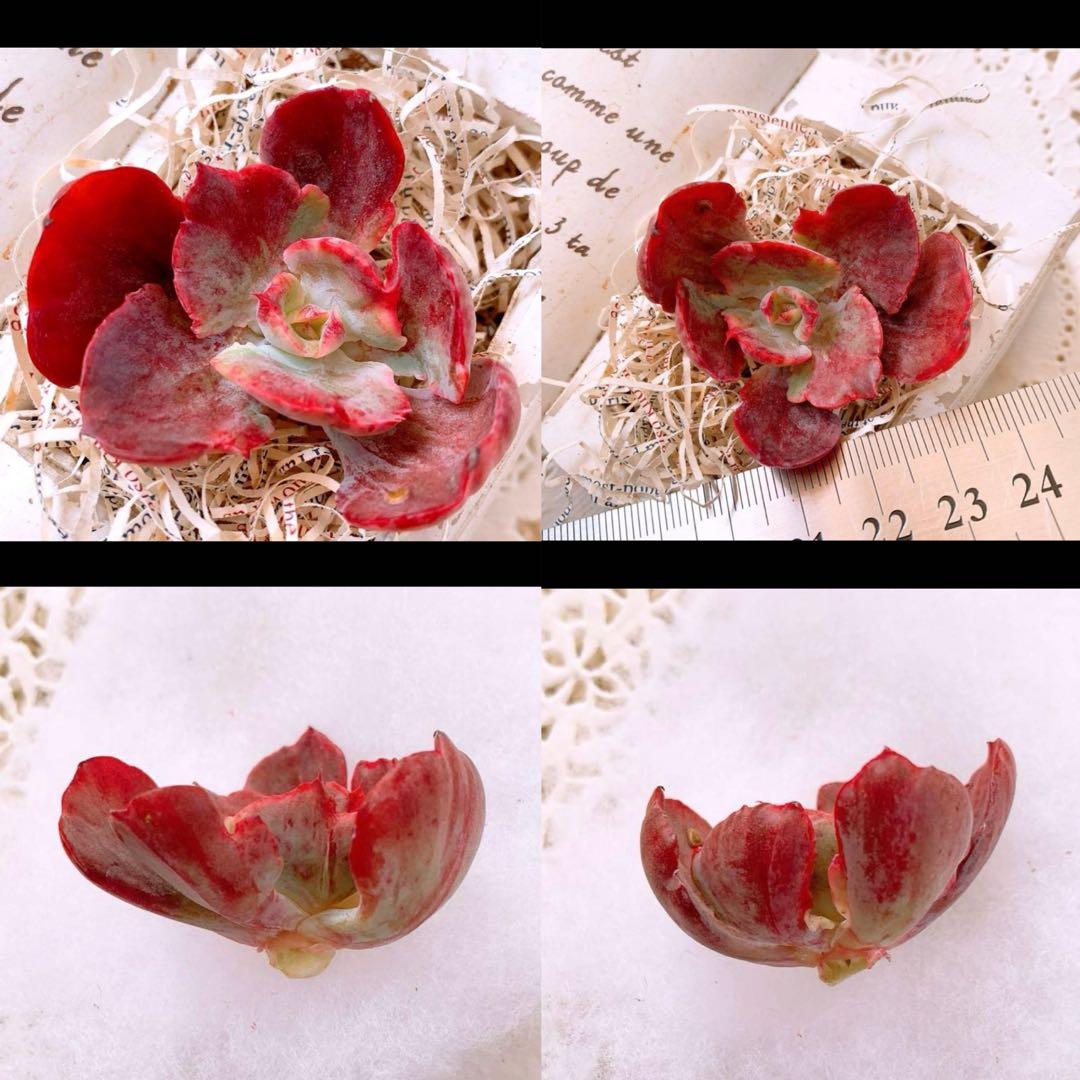 あるちゃん様☆ちび様☆専用です