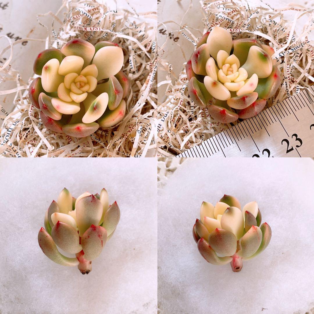 あるちゃん様☆ちび様☆専用です