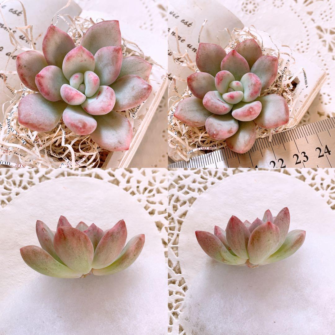 あるちゃん様☆ちび様☆専用です