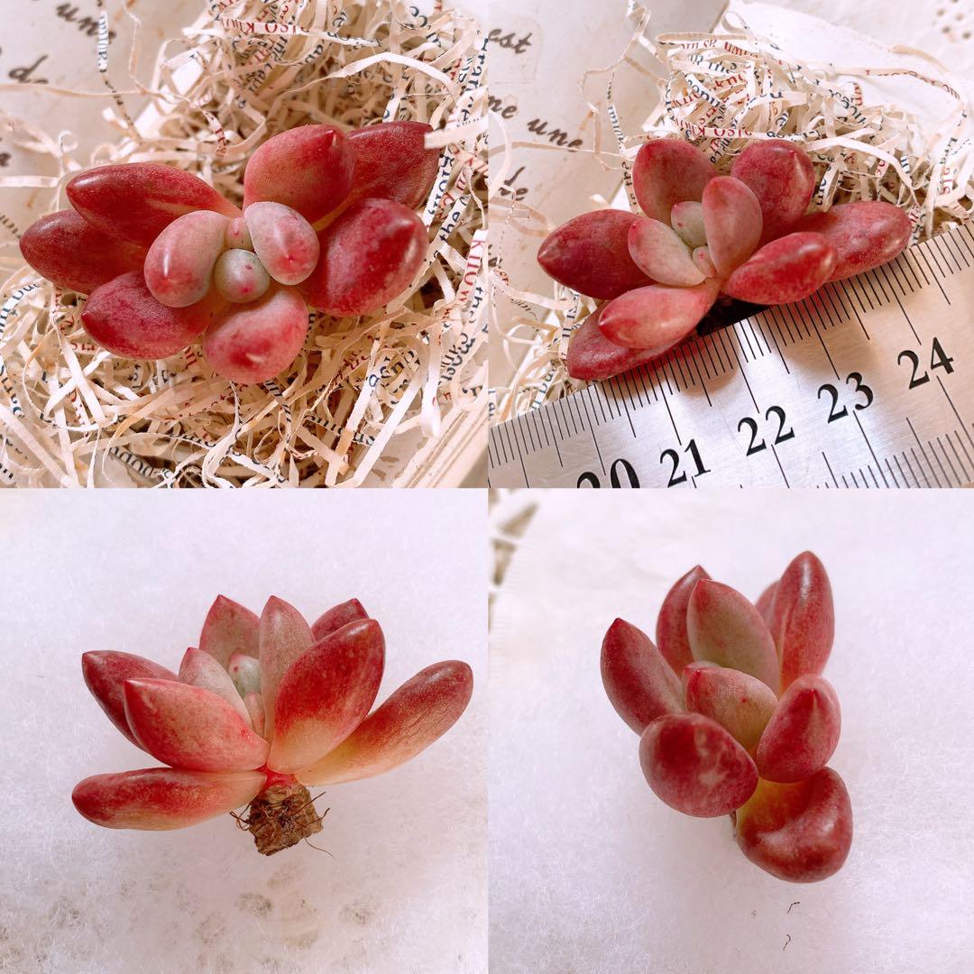 あるちゃん様☆ちび様☆専用です