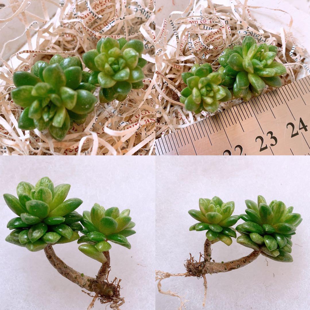 あるちゃん様☆ちび様☆専用です