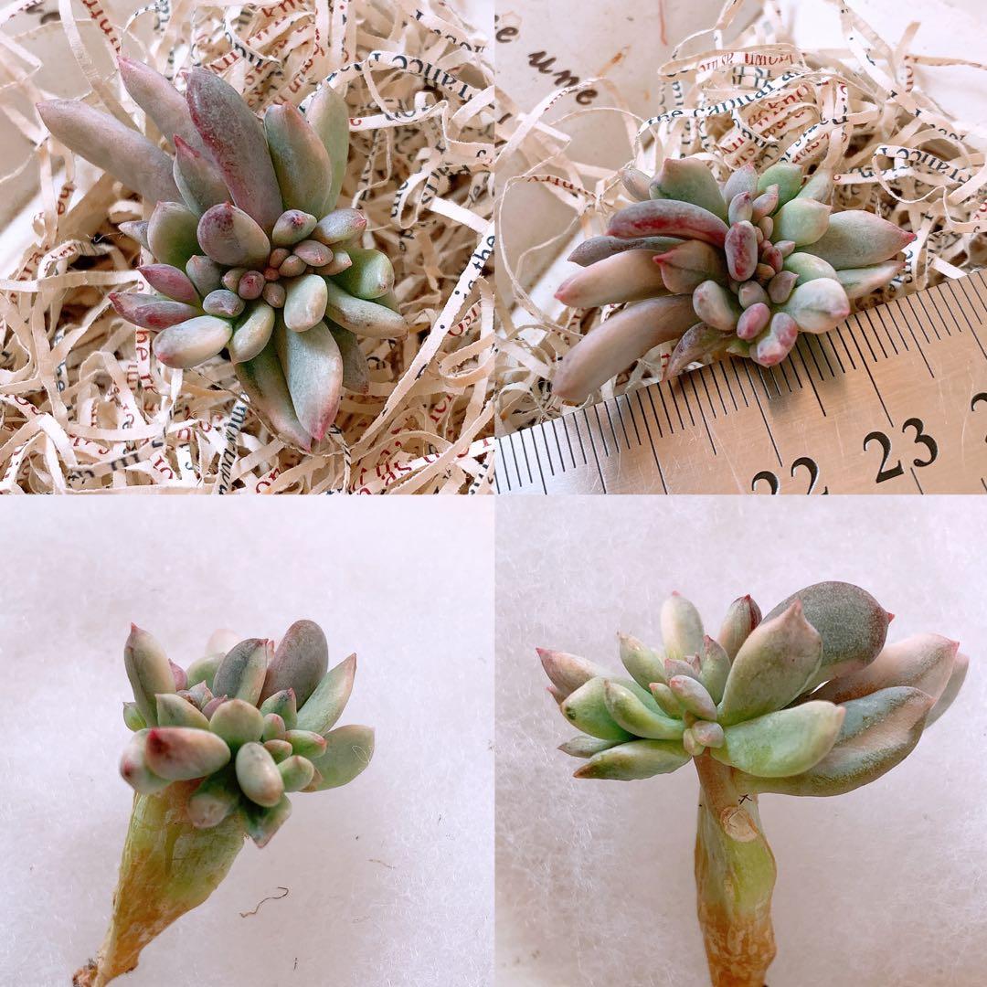 あるちゃん様☆ちび様☆専用です