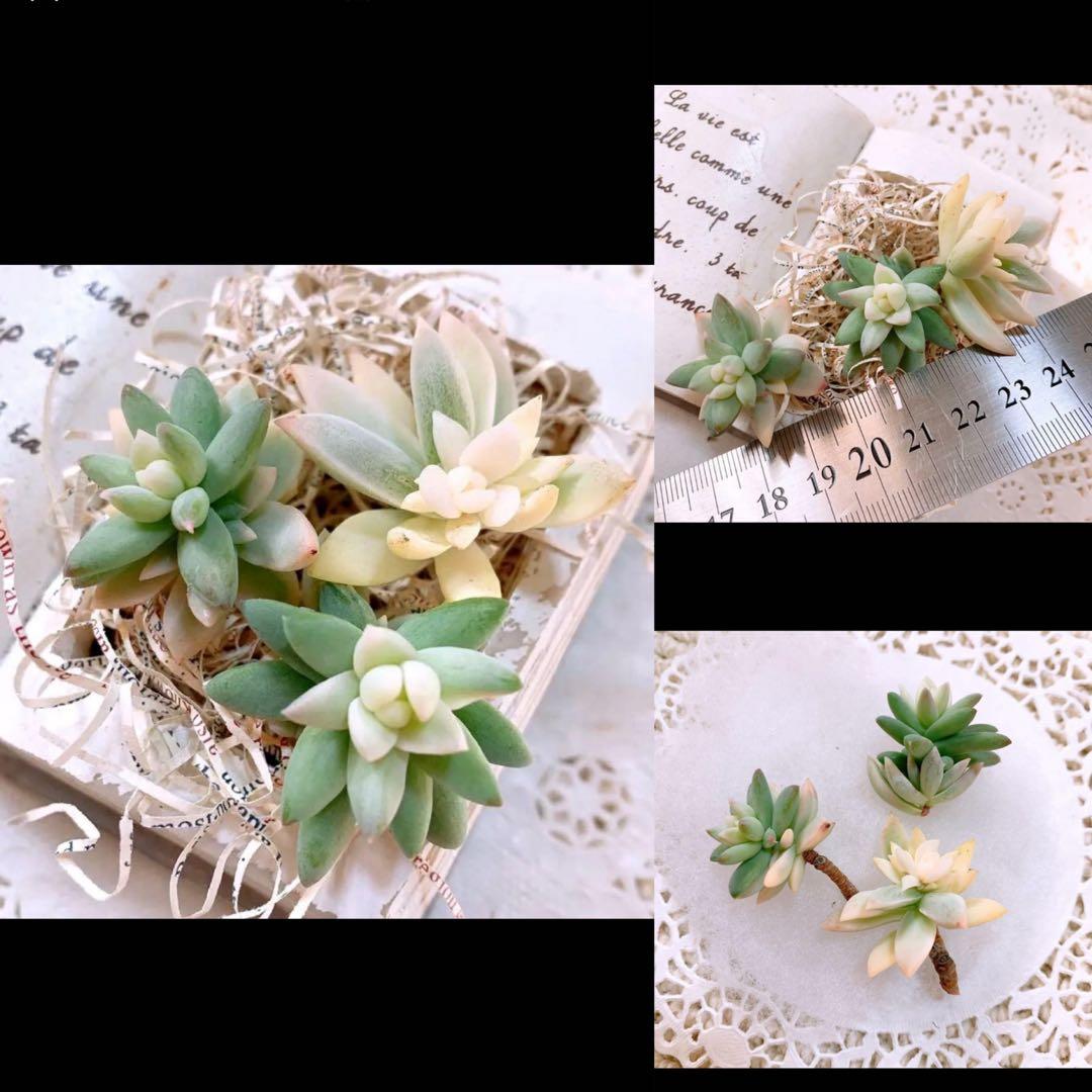 あるちゃん様☆ちび様☆専用です