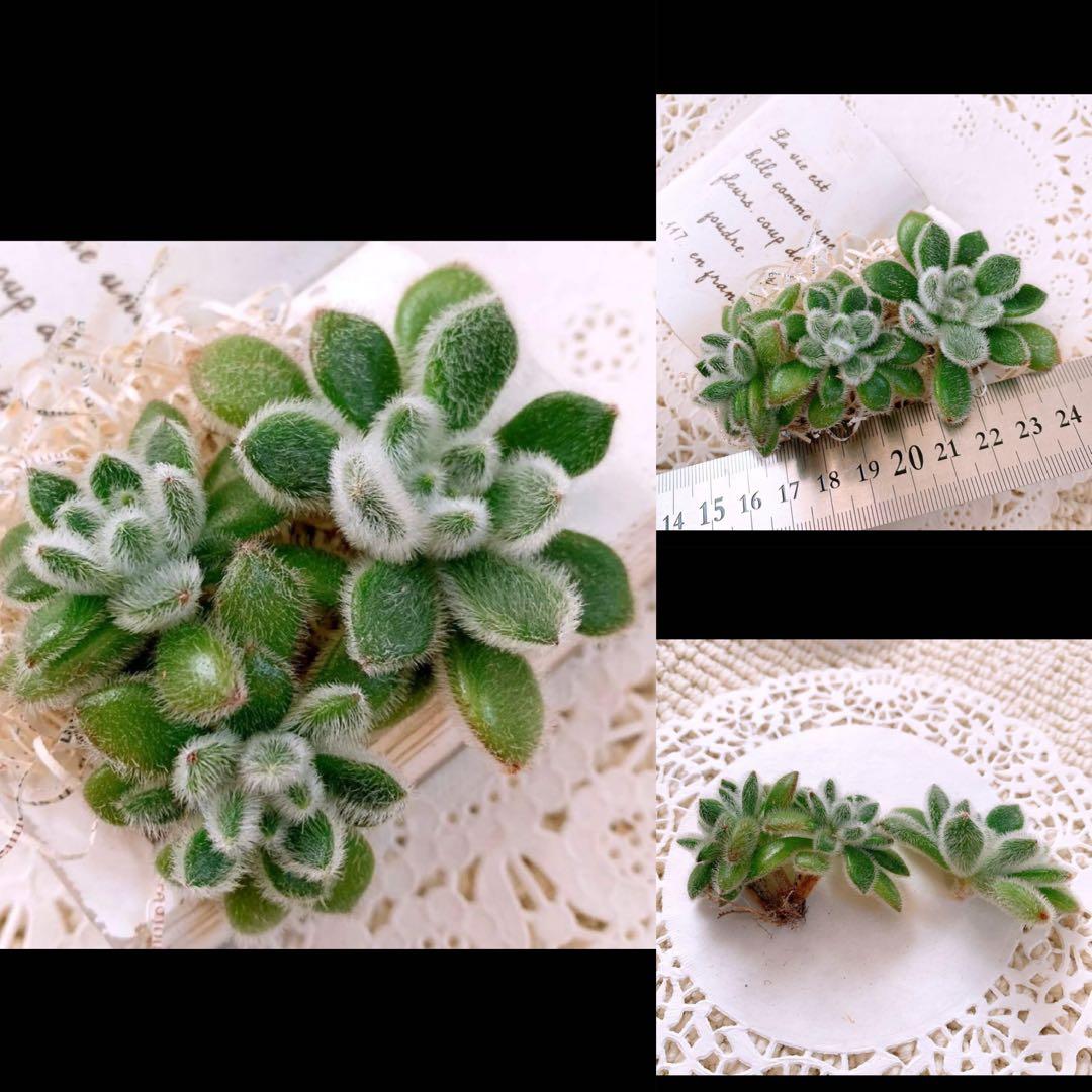 あるちゃん様☆ちび様☆専用です