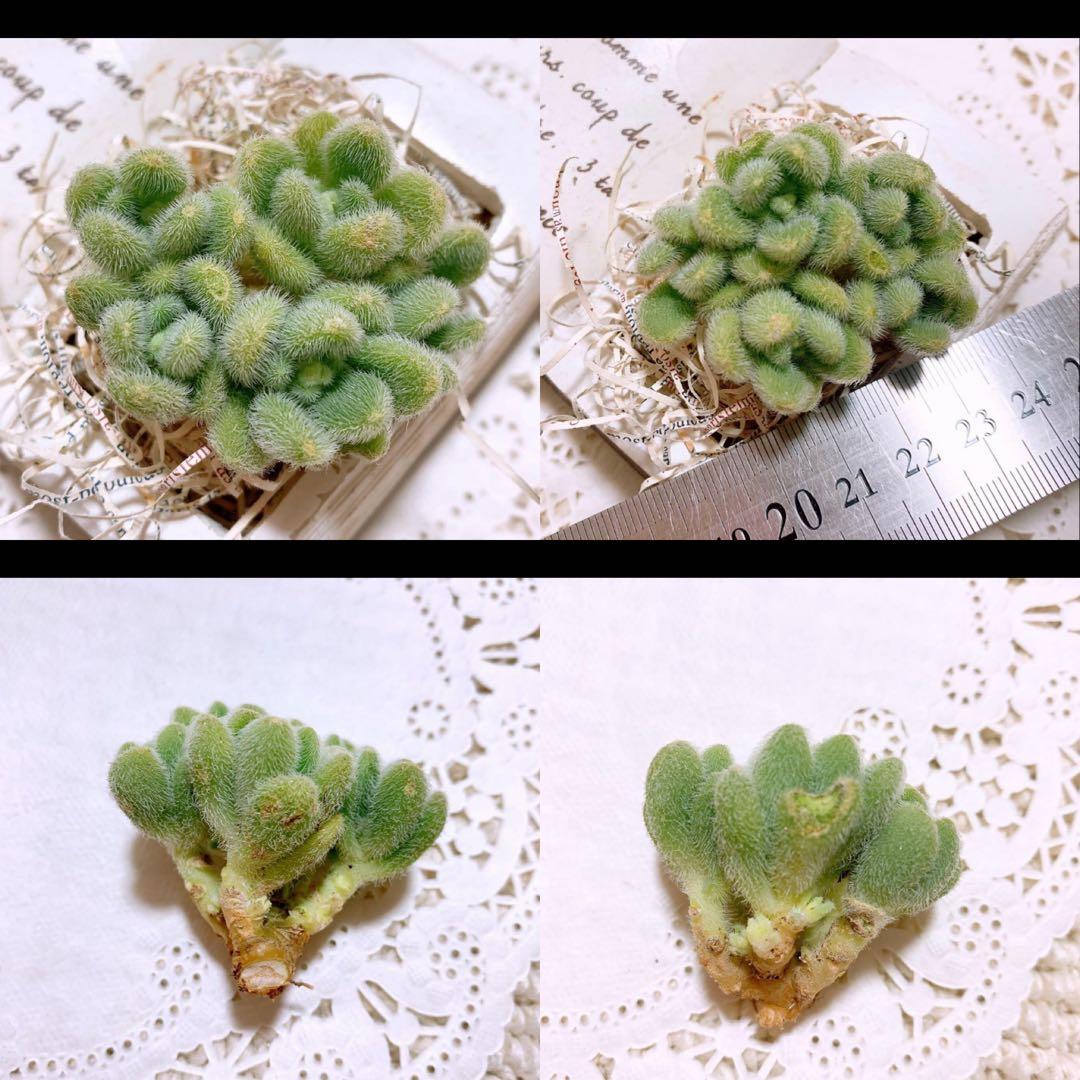 あるちゃん様☆ちび様☆専用です