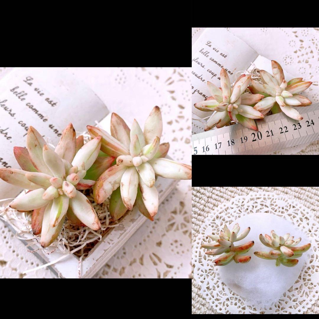 あるちゃん様☆ちび様☆専用です